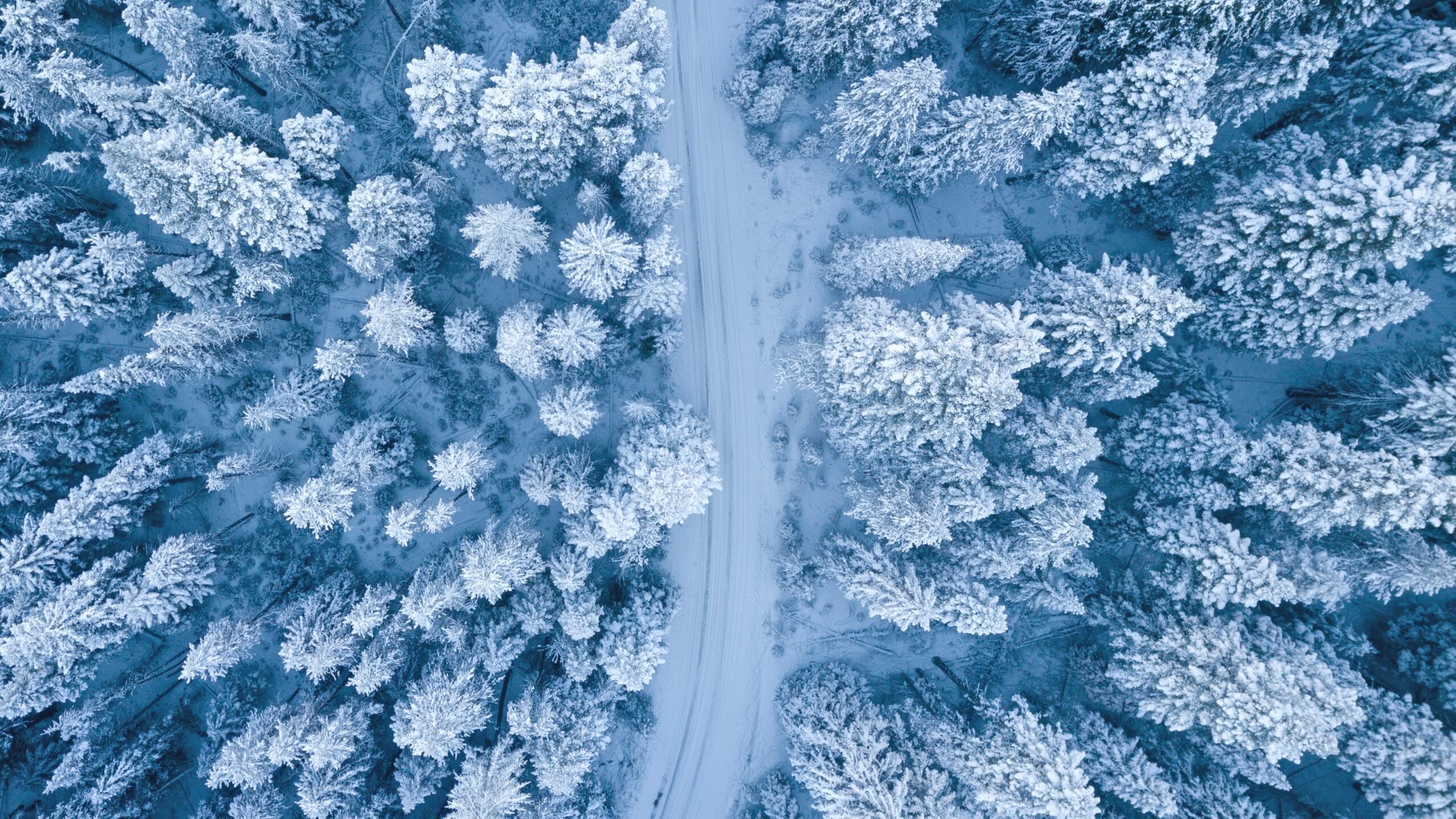 Snow Road in Forest