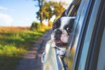 Dog hanging out of car window